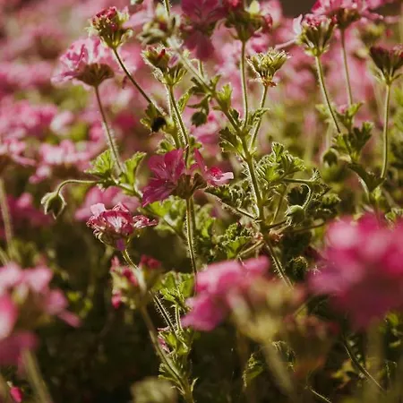 Sunny Garden